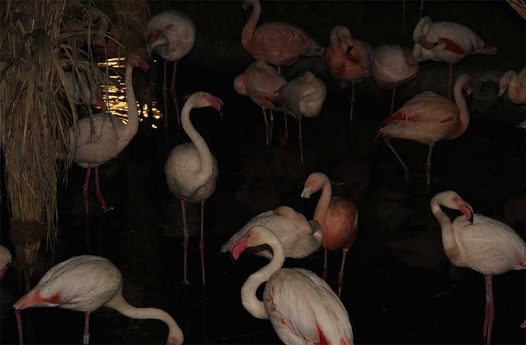 Flamingos in der Nacht